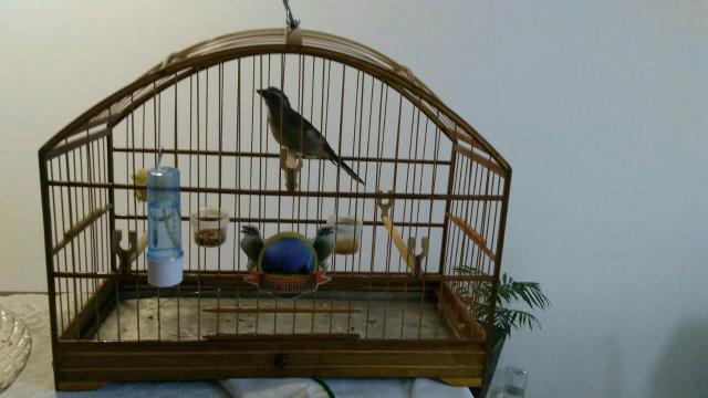 Trinca ferro de Torneio