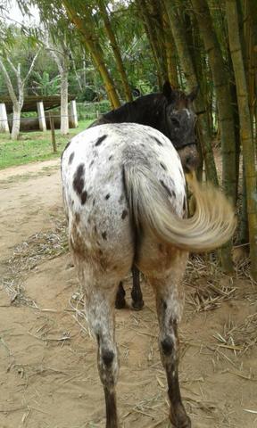 Égua Appaloosa