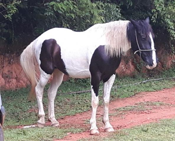 Égua e cavalinho Andaluz