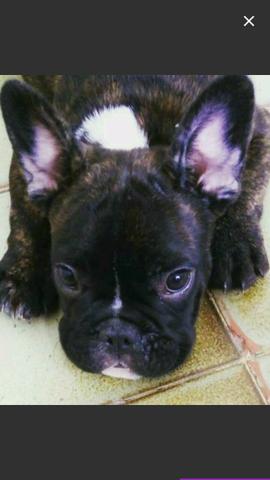 Bulldog Frances macho
