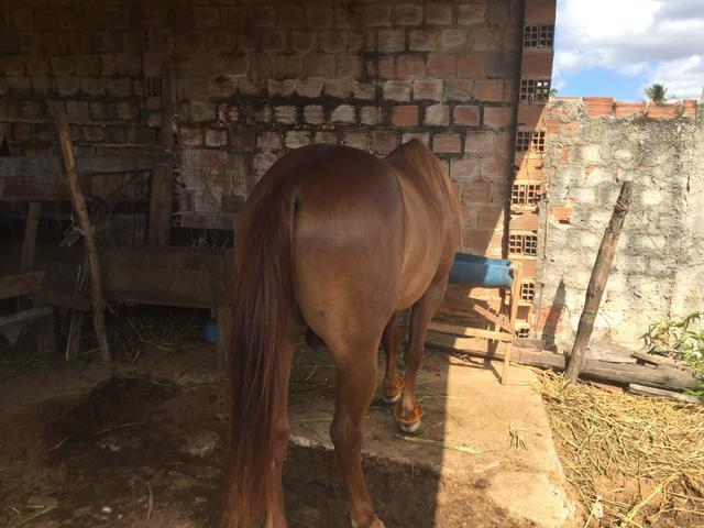 Cavalo muito bom cavalo muito lindo