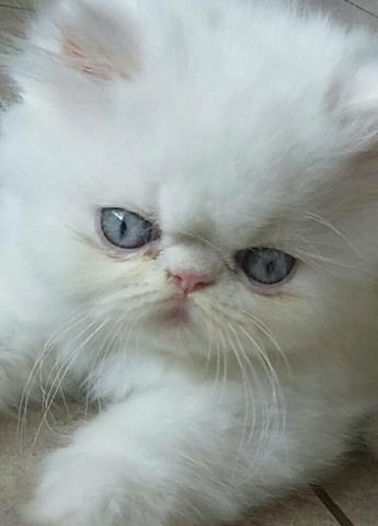 Maravilhosos gatinhos persas padrão show