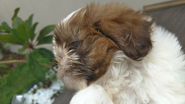 Shih-tzu shitzu micro puppy chocolate com branco focinho chocolate dos olhos verdes