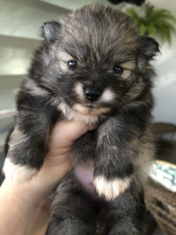 Spitz fêmea disponível