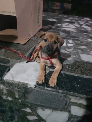 Adoção responsável