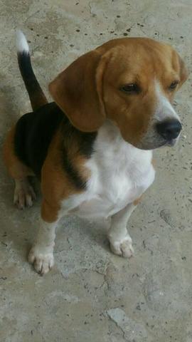 Beagle Padreador,Cruza (monta)