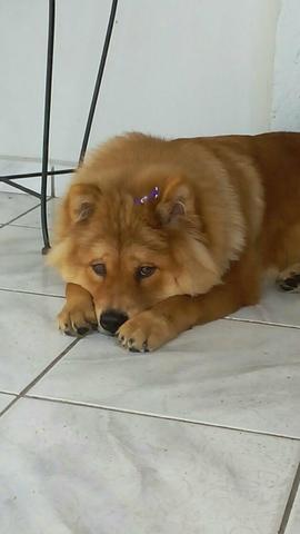 Cachorro chow chow