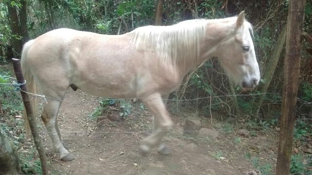 Cavalo branco