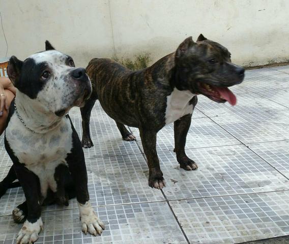 Doa-se linda american bully