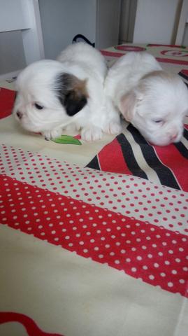 Lindas Fêmeas de Lhasa Apso