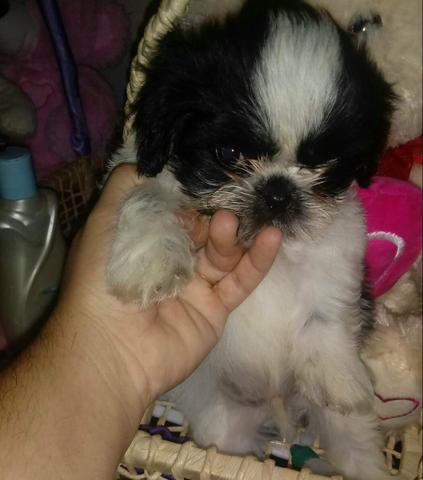 Lindo shih tzu macho