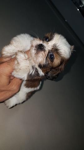 Machinho de shitzu com 43 dias!