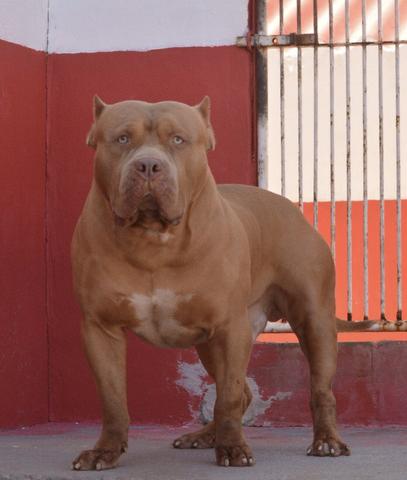 Pit monster disponível para coberturas