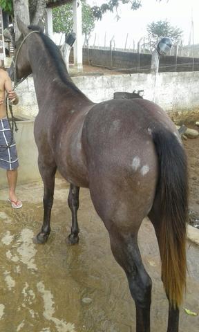 Potro de um ano e oito meses