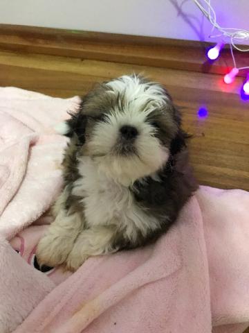 Shih Tzu