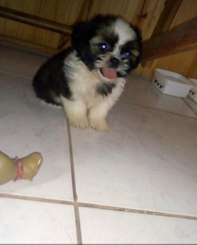 Shitzu vendo ou troco com primeira vacina importada