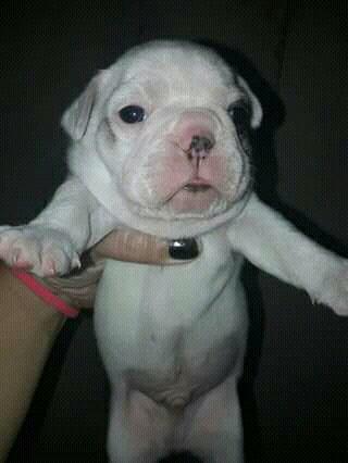 Vende-se bulldog Francês