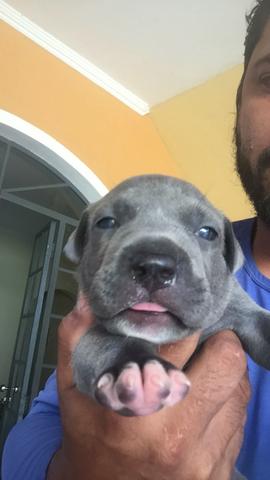 Vendo pit bull blue nose