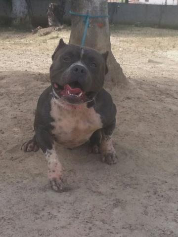 American bully a venda um belo padreador