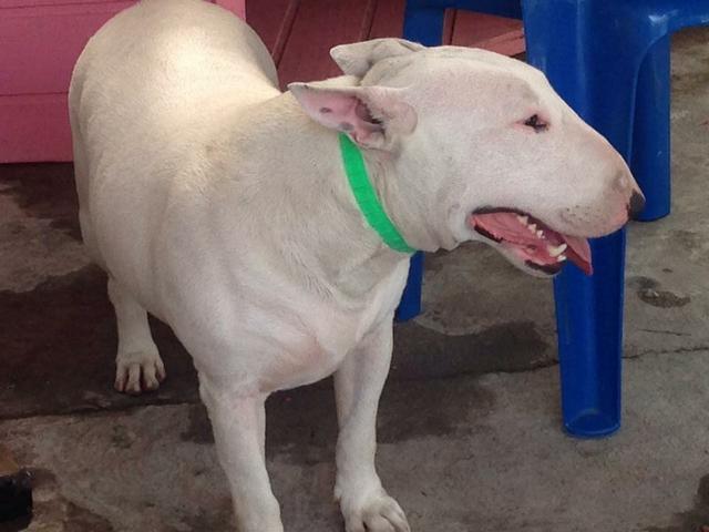 Bull Terrier Pedigree Fêmea Doação