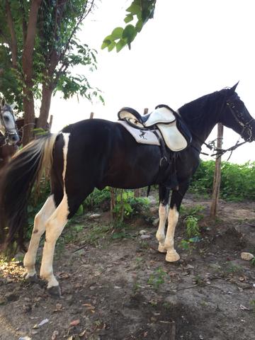 Cavalo Manga Larga Machador Garanhão Pampa de Preto Dócil