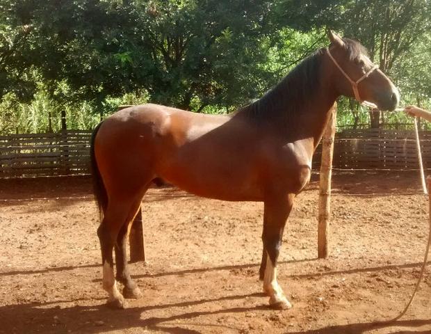 Cavalo Mangalarga Paulista