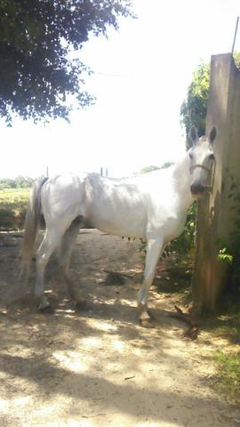 Cavalo bom de charrete