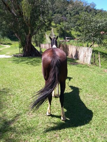Cavalo pampa de preto (marchador)