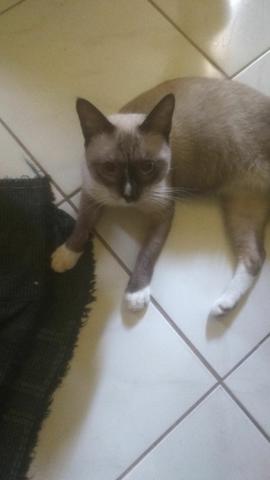 Gato para doação muito dócil