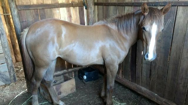 Potra Quarto de Milha