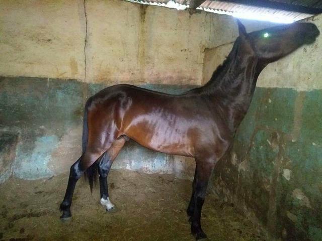 Potro mangalarga marchador