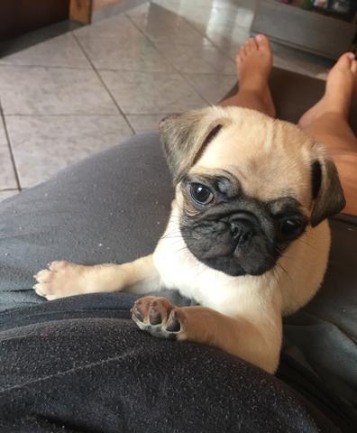 Pug femea