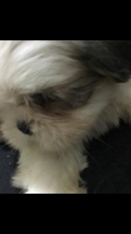 Shih tzu femea