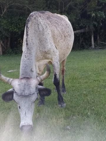 Vaca Gil com zebu