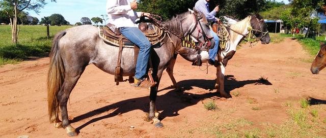 Vendo egua mangalarga marchador