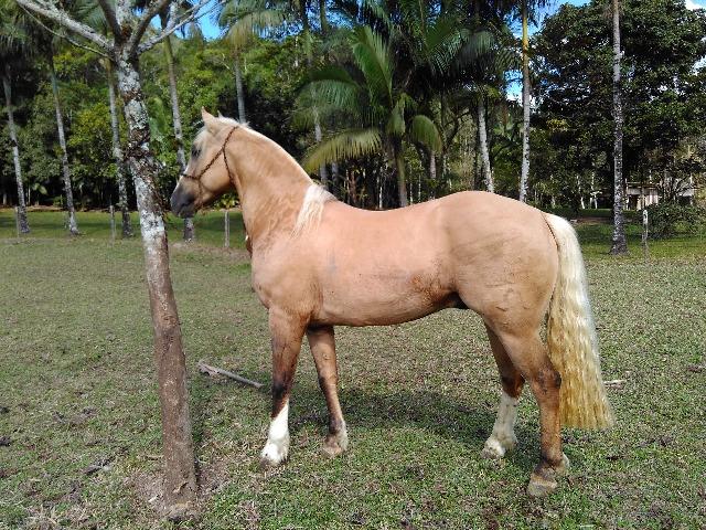 Cavalo crioulo Baio Ruano