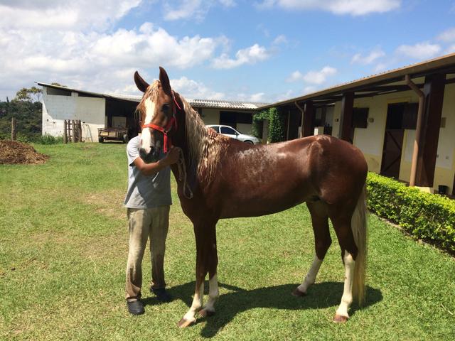 Cavalo manga-larga Paulista