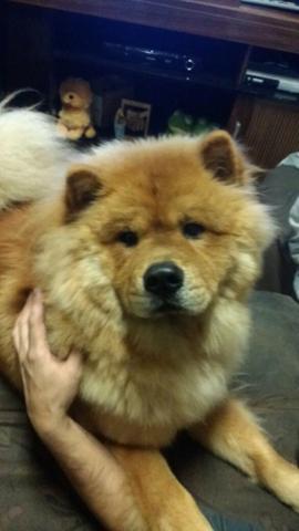 Chow Chow