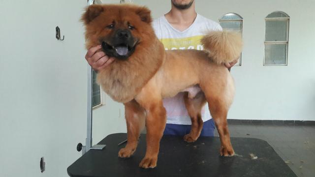 Chow chow macho