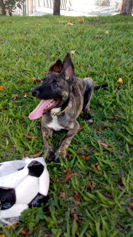 Doação de Pastor holandês