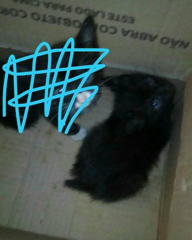 Doação urgente gato macho