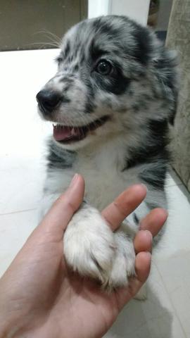 Fêmea Border Collie