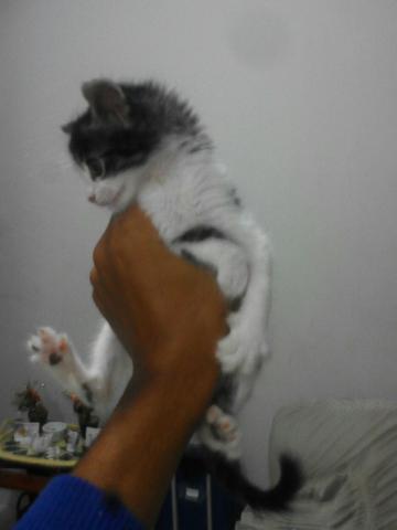 Gato macho para doação