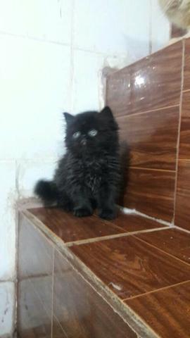 Gato persa Black patrão show