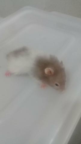 Hamister Sírio (Roedores)