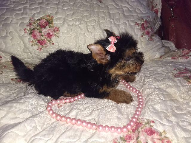 Linda Fêmea Yorkshire essa da foto