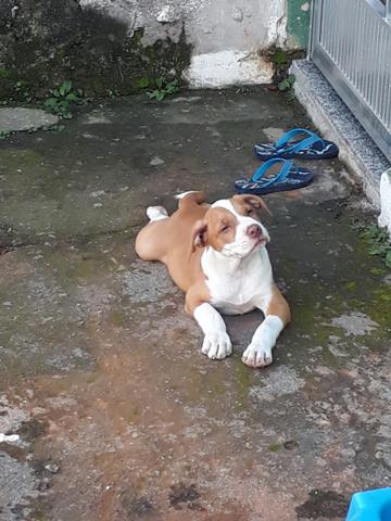 Meu cachorro cachorro fugiu se alguém poder entregar