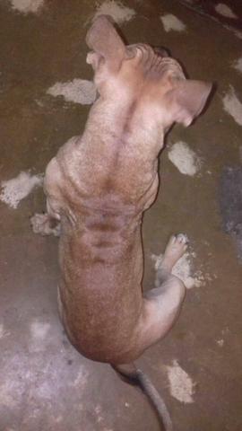 Procuro fêmea, WhatsApp: