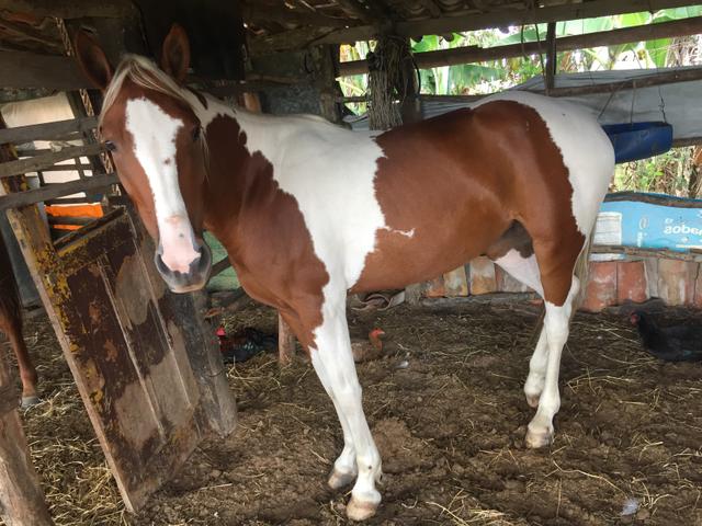 Égua da raça Quarto de Milha/Paint Horse