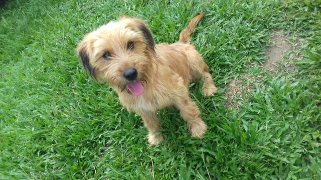 Cadelinha para adoção